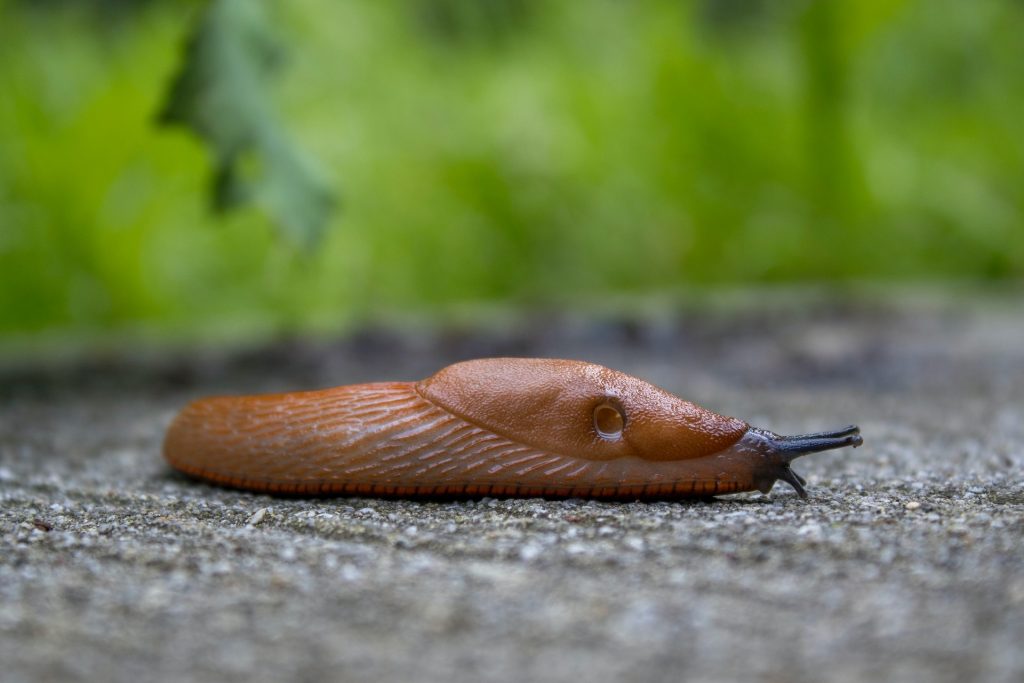 slizniaky