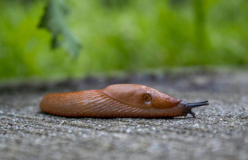 slizniaky
