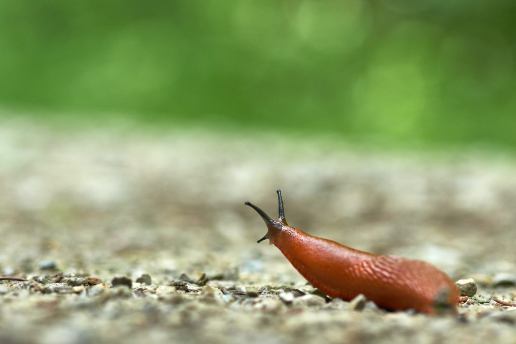 slizniaky