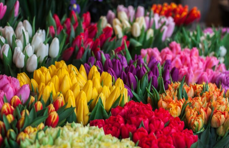 tulipány