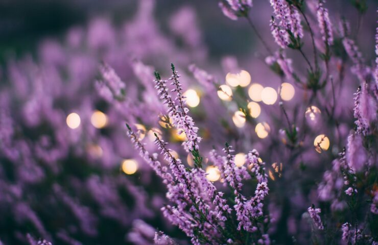 daiga-ellaby-ClWvcrkBhMY-unsplash