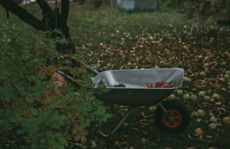 záhrada november