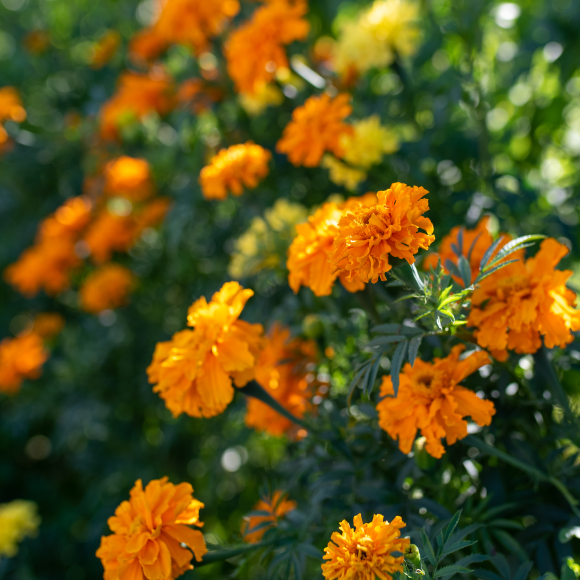 orange-marigold-flowers-or-tagetes-erecta-in-the-g-2022-01-31-03-33-08-utc